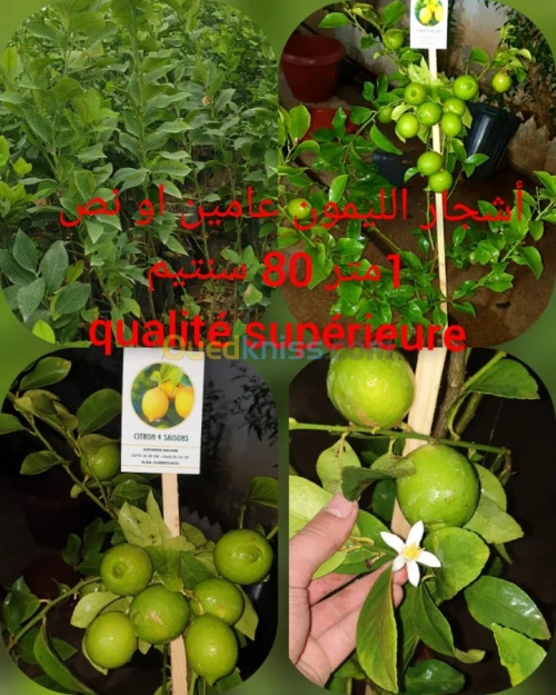 اشجار الليمون certifié 