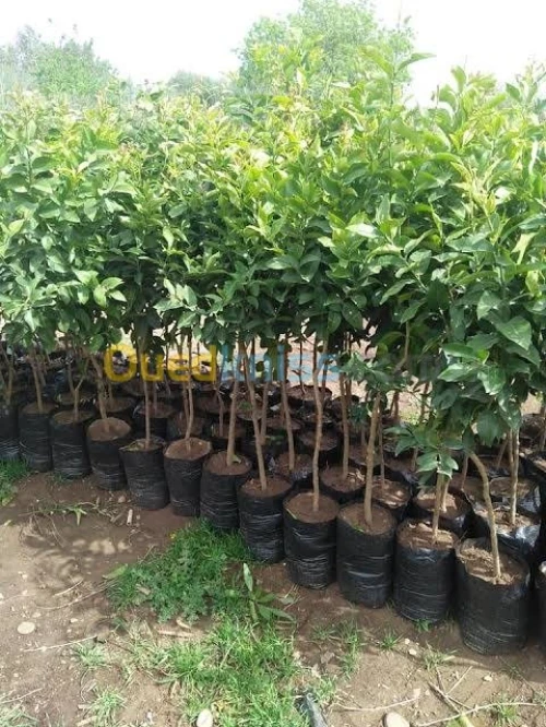 اشجار الليمون certifié 