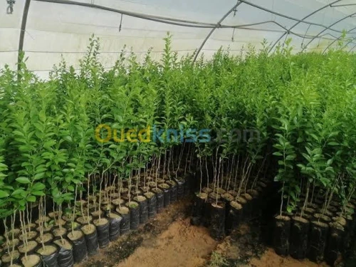 اشجار الليمون certifié 