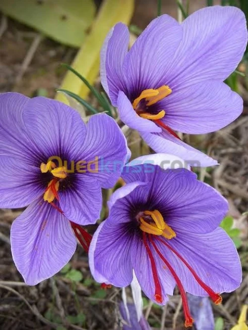 Le safran. زعفران إيراني 