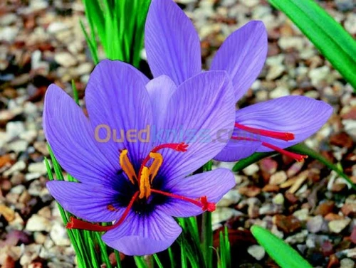 Le safran. زعفران إيراني 