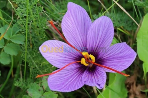 Le safran. زعفران إيراني 