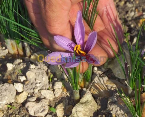 Le safran. زعفران إيراني 