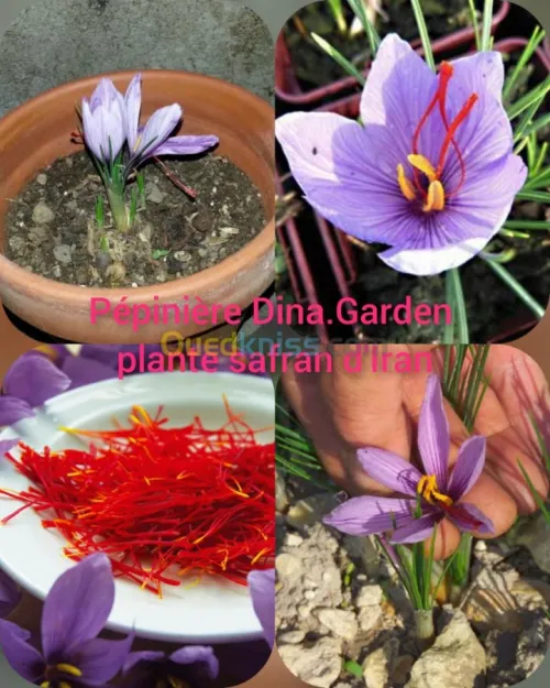 Le safran. زعفران إيراني 