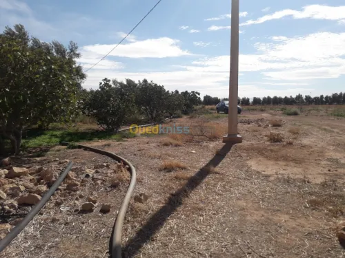 Vente Terrain Agricole Djelfa Hassi fedoul