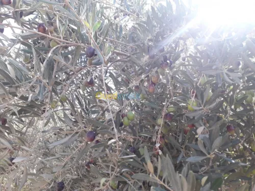 Vente Terrain Agricole Djelfa Hassi fedoul
