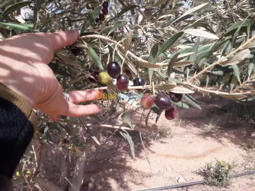 Vente Terrain Agricole Djelfa Hassi fedoul