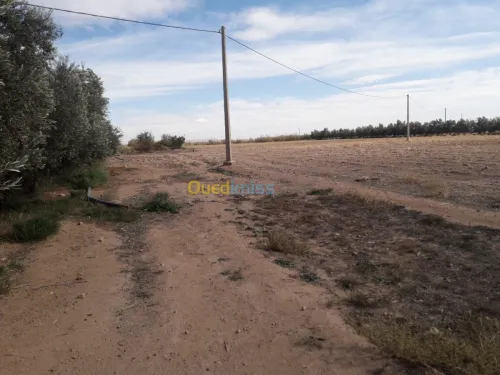 Vente Terrain Agricole Djelfa Hassi fedoul