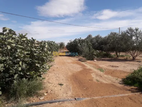 Vente Terrain Agricole Djelfa Hassi fedoul