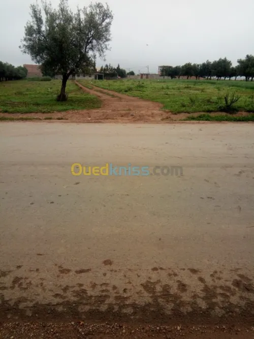 Vente Terrain Tlemcen Tlemcen