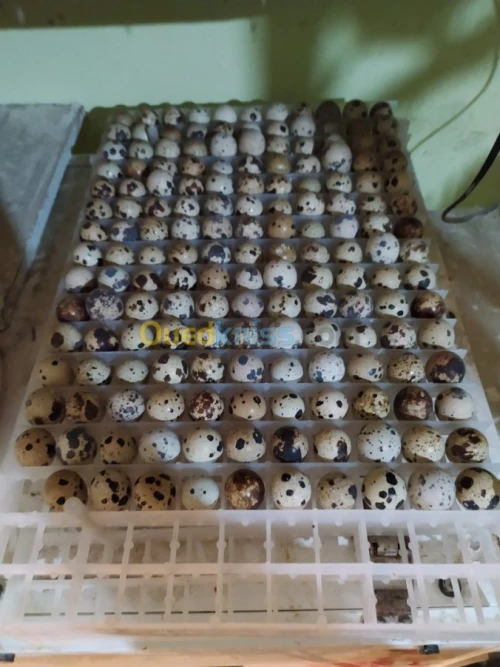 بيض السمان Ouef de cailel