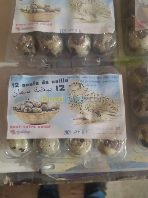 بيض السمان Ouef de cailel