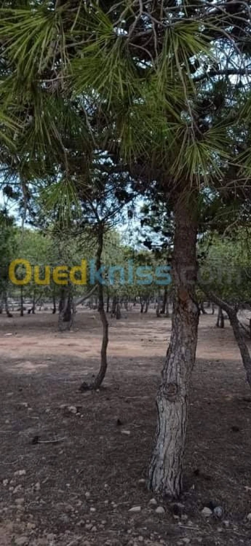Vente Terrain Mostaganem Hassi maameche