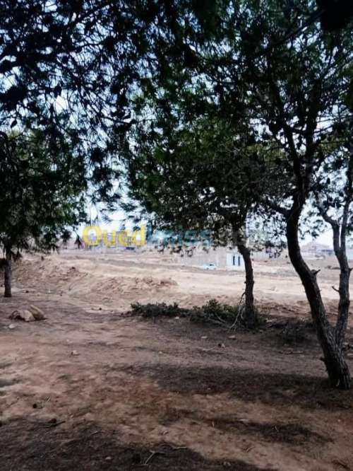 Vente Terrain Mostaganem Hassi maameche