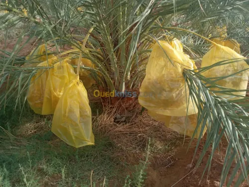 Vente Terrain Biskra Doucen