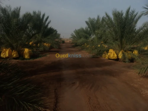 Vente Terrain Biskra Doucen