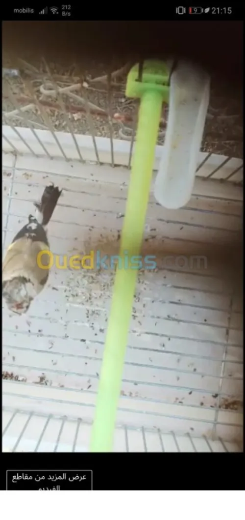 مقنين خلوي محكوم فالكاجة 4 شهور