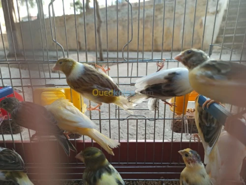 canari