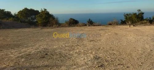 Vente Terrain Tlemcen Marsa ben mhidi