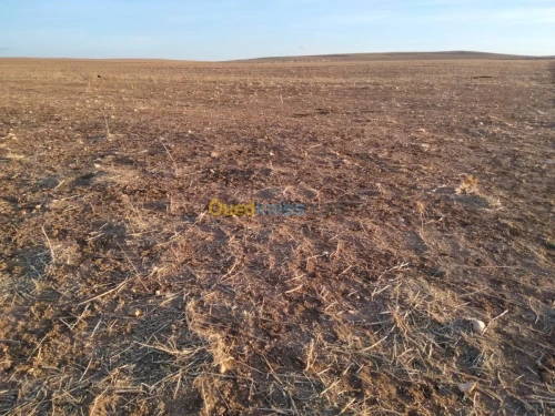 Vente Terrain Tiaret Tiaret