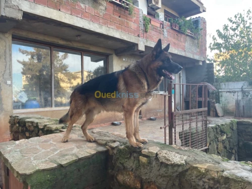 Berger allemand pedigree 