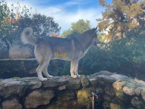 Chien malamute de l’alaska 