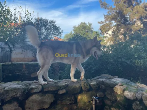 Chien malamute de l’alaska 