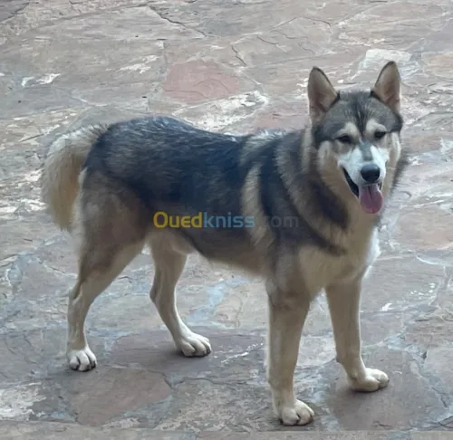 Chien malamute de l’alaska 