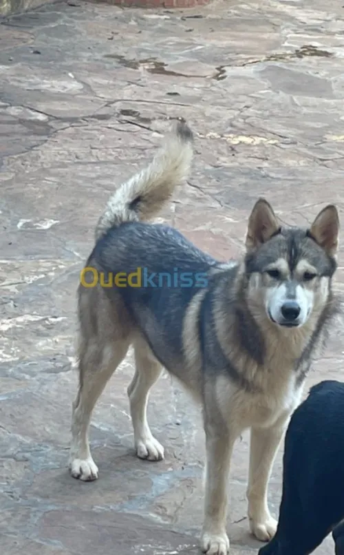 Chien malamute de l’alaska 