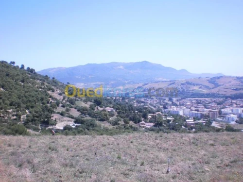 Vente Terrain Tipaza Sidi amar