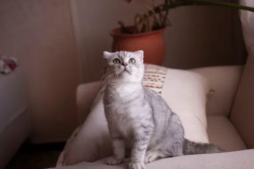 Scottish fold ns22 Silver tabby male