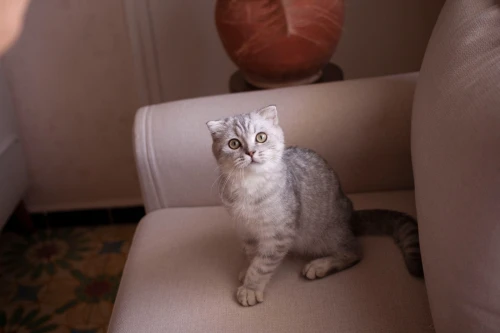 Scottish fold ns22 Silver tabby male