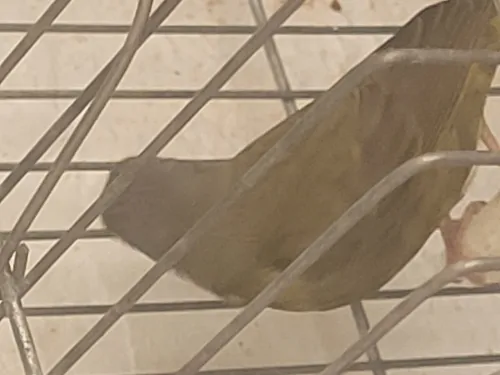 Serin mozambique 