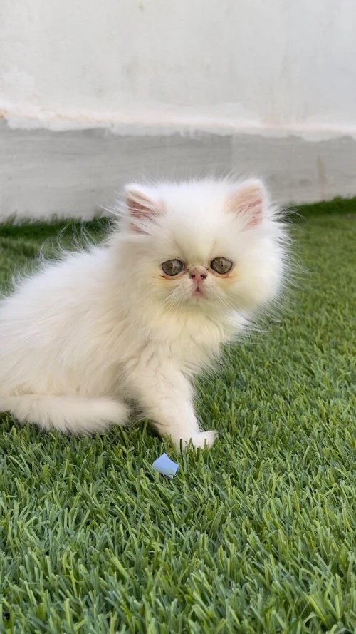 Chat persan