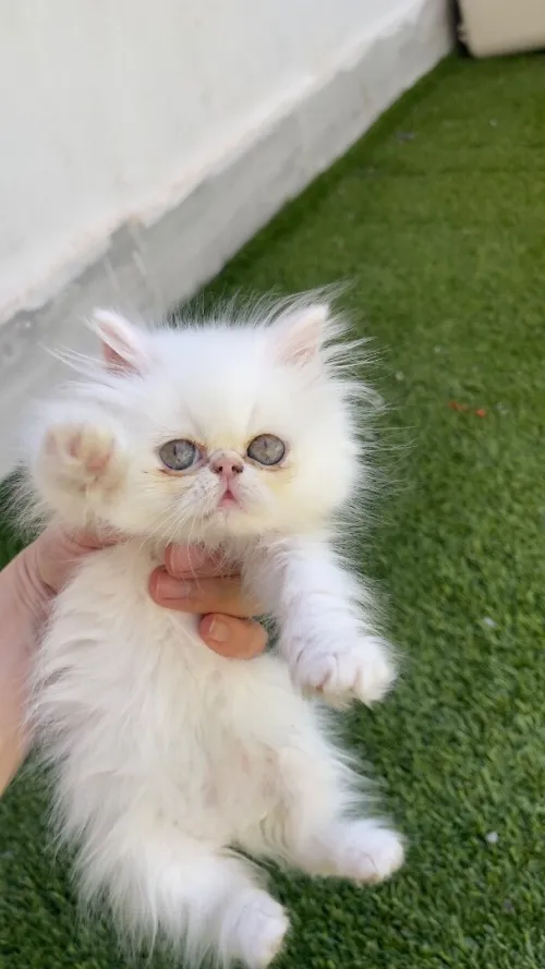Chat persan