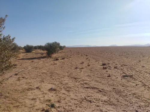 Vente Terrain Agricole Djelfa Ain oussara