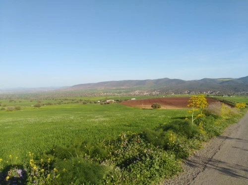Vente Terrain Agricole Médéa Berrouaghia