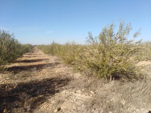 Vente Terrain Agricole Djelfa Ain oussara
