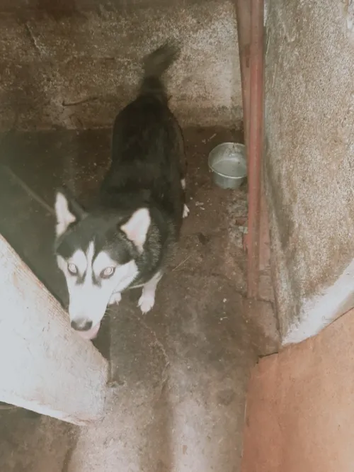 Hasky