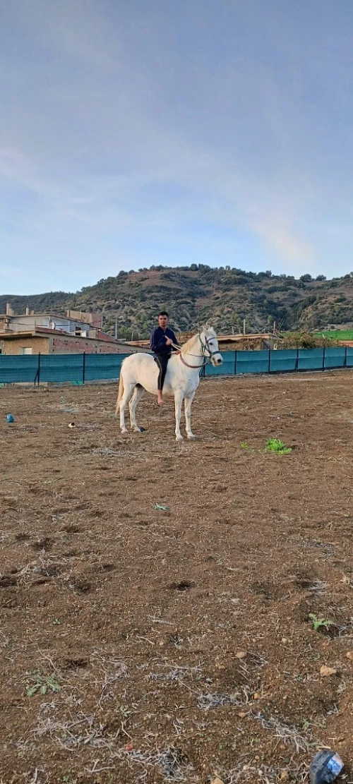 حصان Cheval 