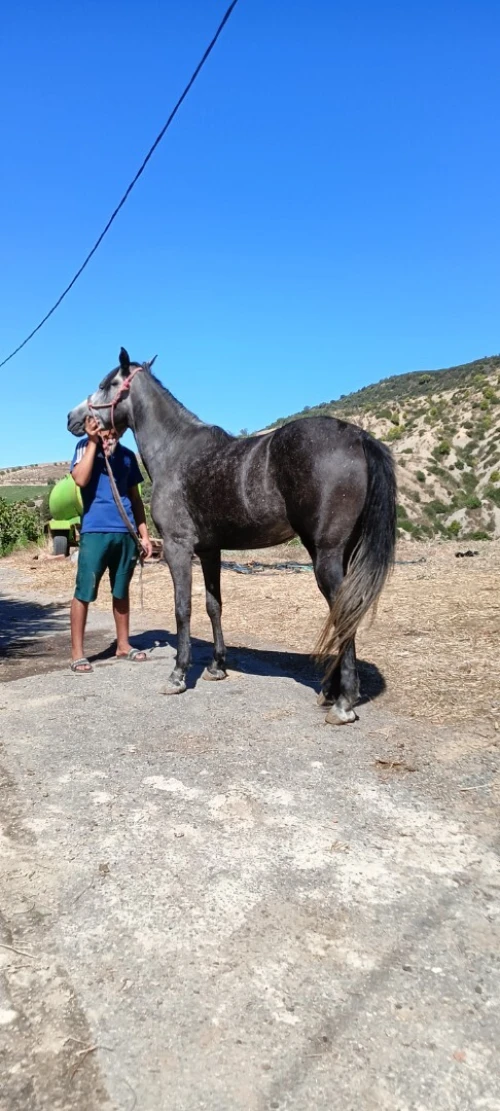 Cheval حصان 
