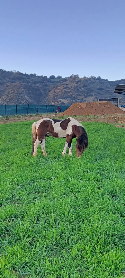 حصان قزم pony