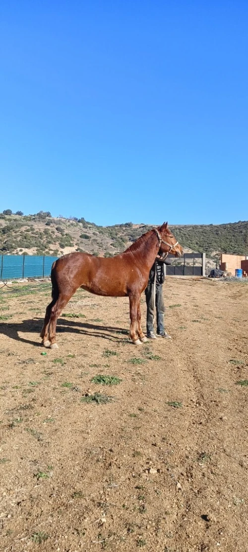 Cheval حصان jument