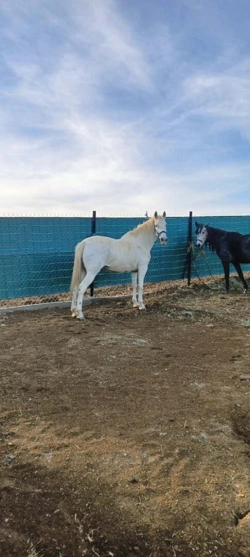 حصان Cheval 