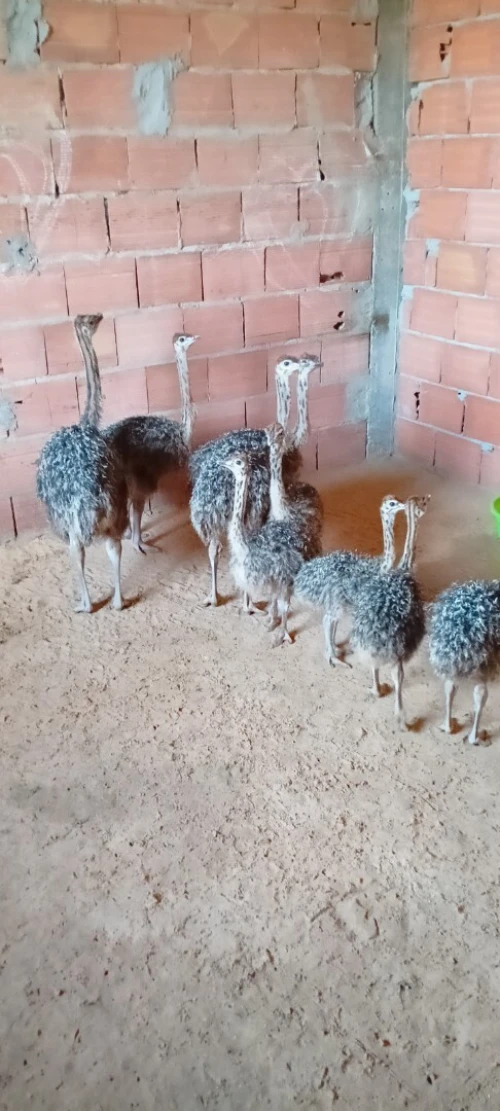 Autriche نعام إفريقي