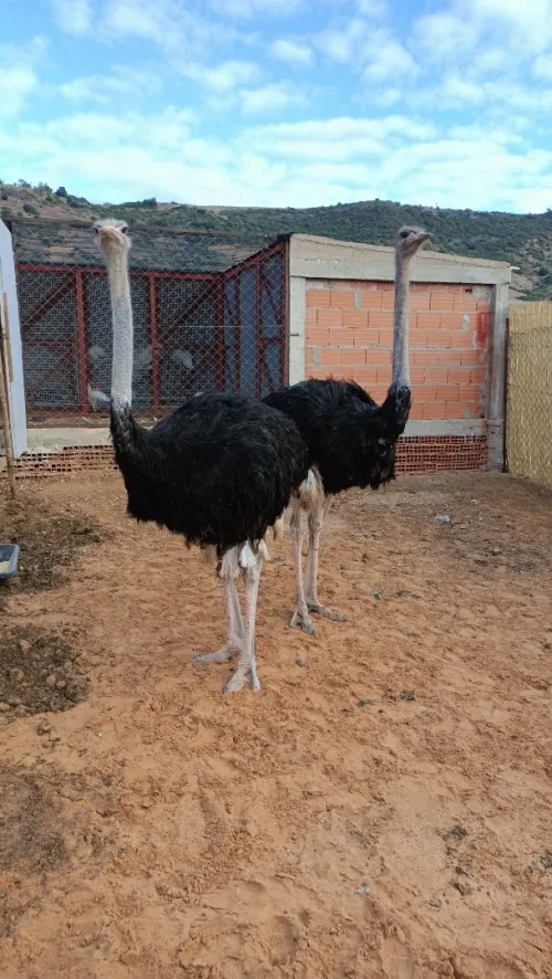 نعام Autriche 