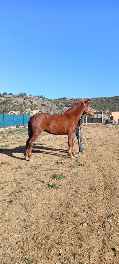 Cheval حصان jument