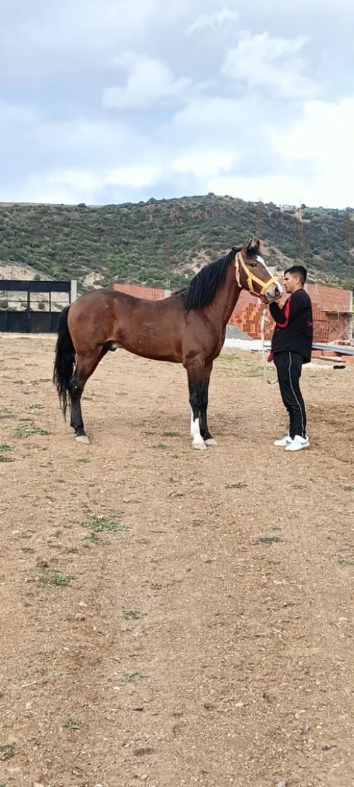 Cheval حصان