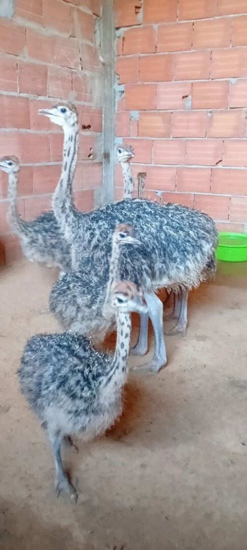 Autriche نعام إفريقي