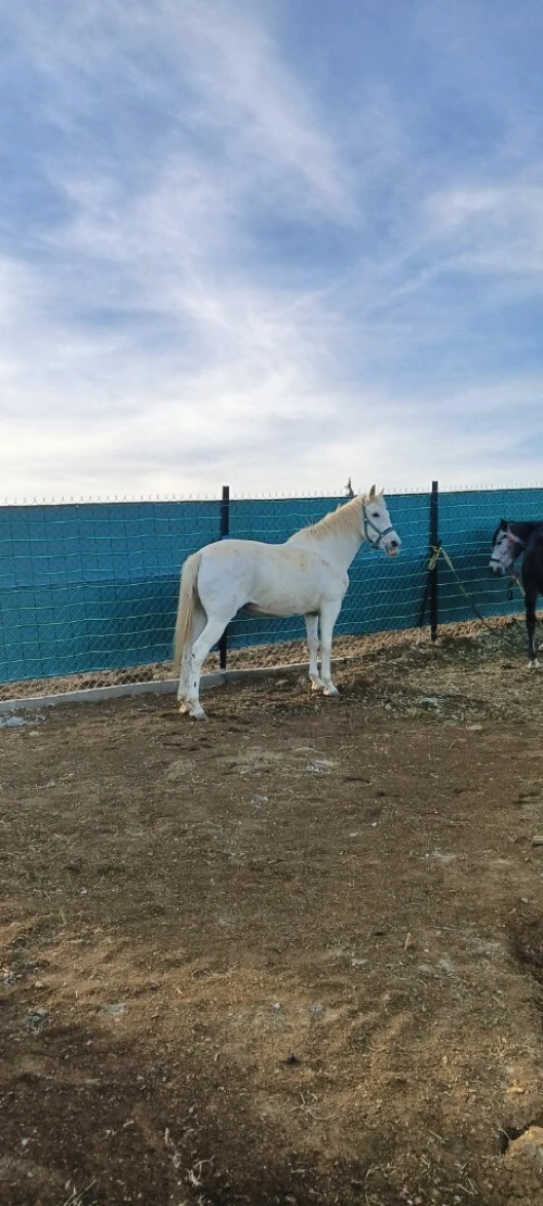 حصان Cheval 